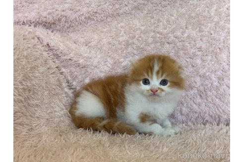 販売中の三重県のスコティッシュフォールド(折れ耳)-117416の4枚目